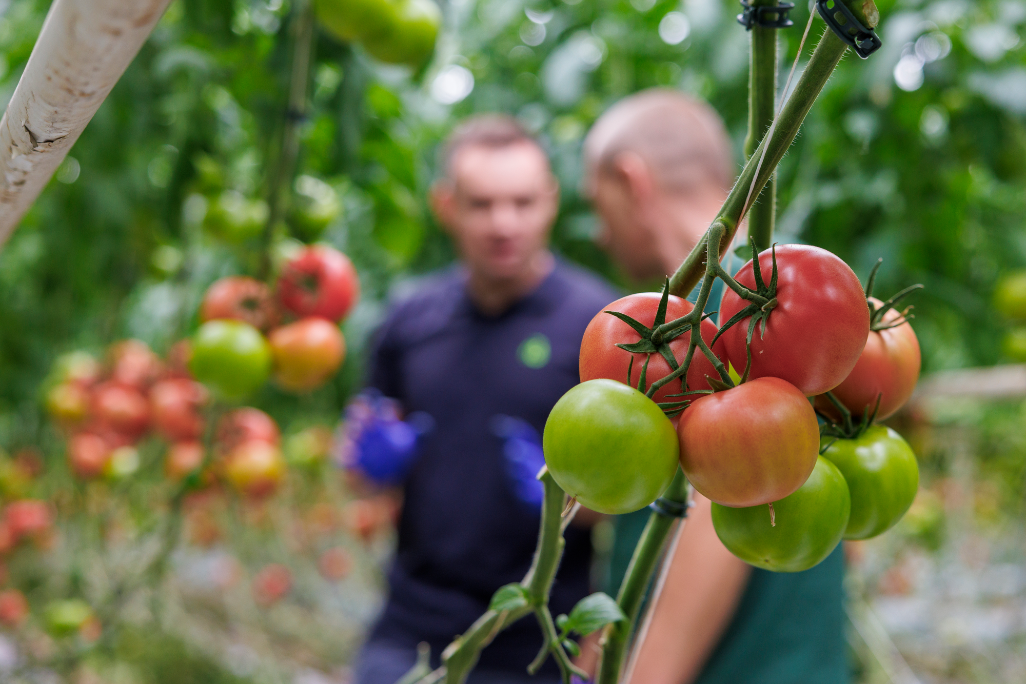 Vegetable seeds | Tomato | Rijk Zwaan USA