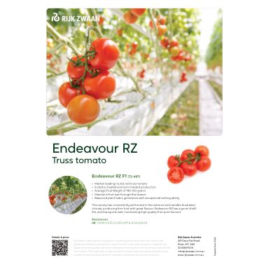 ENDEAVOUR RZ F1 (72-487)| tomato | truss | Rijk Zwaan AU | Quality