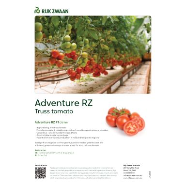 ADVENTURE RZ F1 (72-761) | Tomato | Rijk Zwaan AU | Quality Seeds