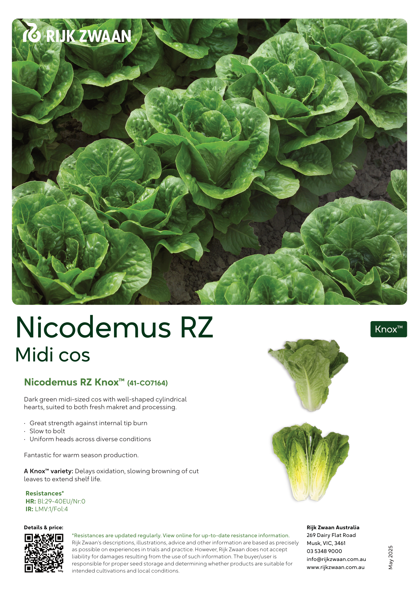 Rijk Zwaan seeds | Lettuce | Cos | NICODEMUS RZ Knox™ | Rijk Zwaan