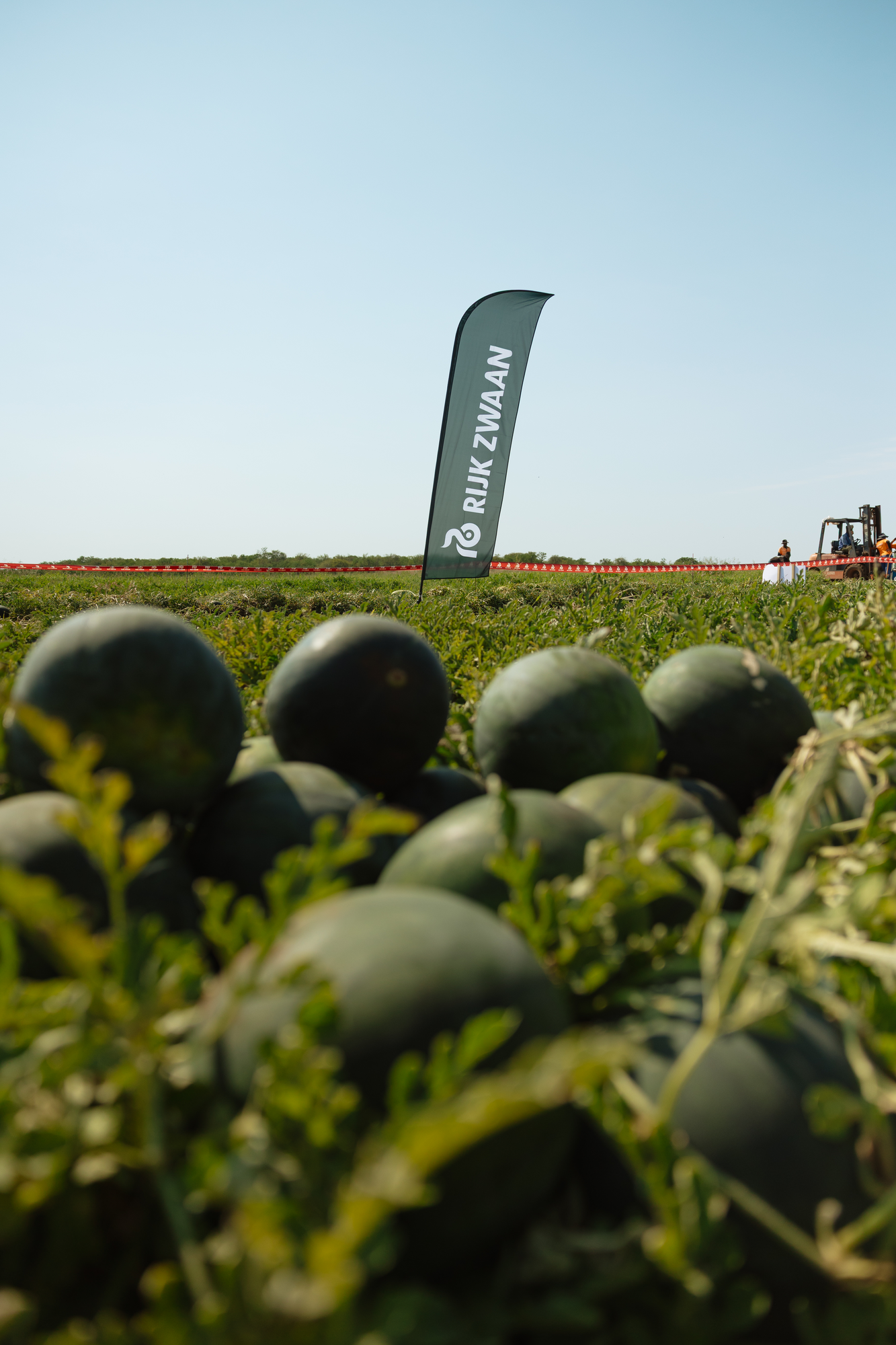 Melon days South Africa | Rijk Zwaan ZA