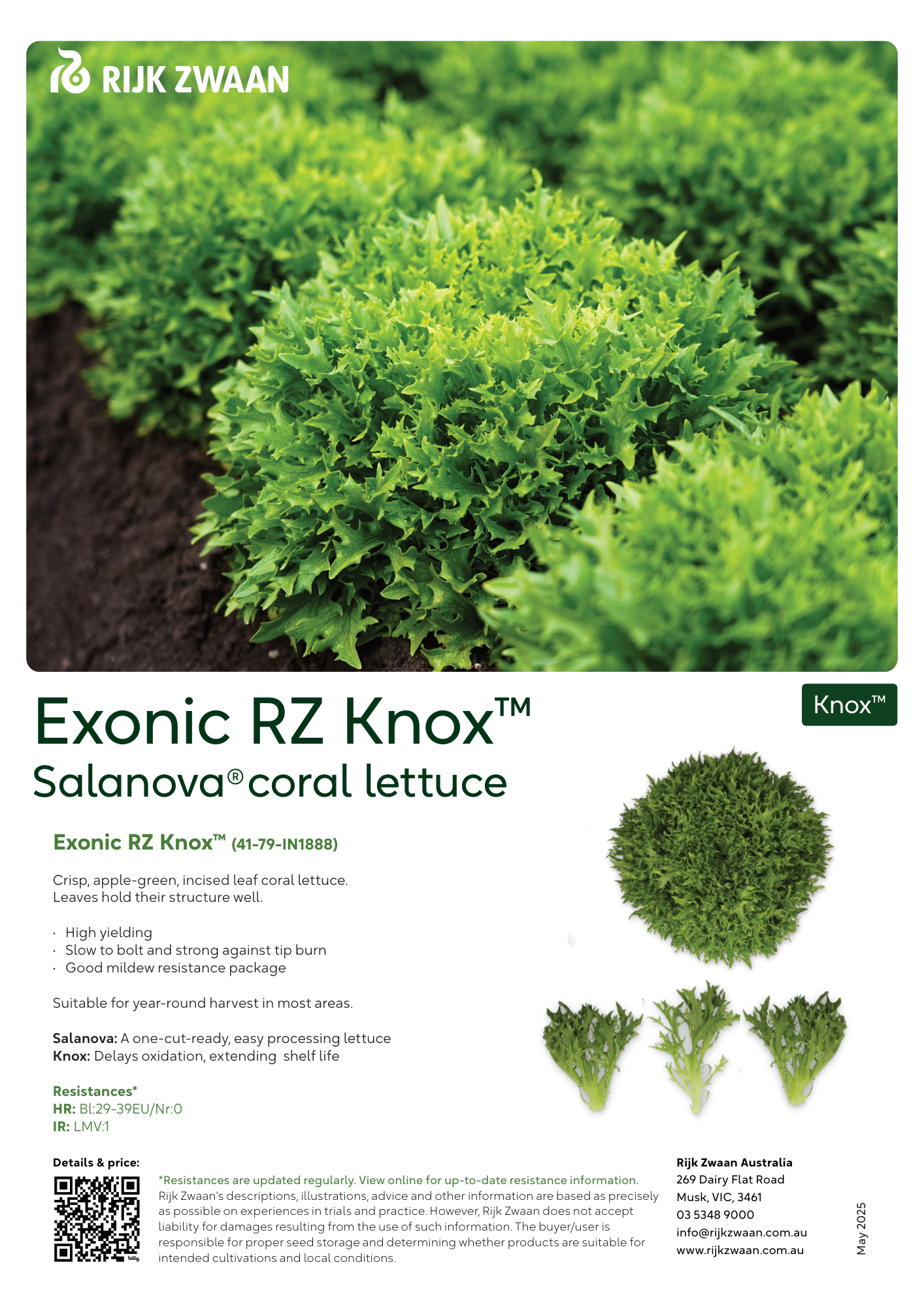 Rijk Zwaan Seeds | Lettuce | Coral | Salanova® & Knox™ | Rijk
