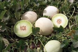 melon様 thul-RZES180704_001_SANVICENTE