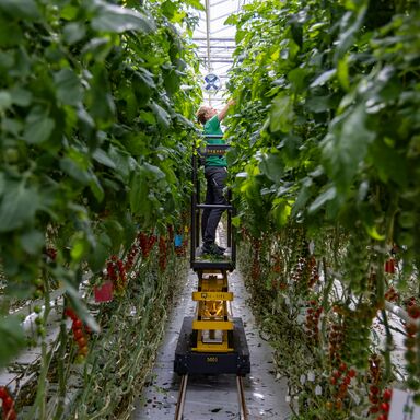 Vegetable seeds for professional growers | Rijk Zwaan Canada