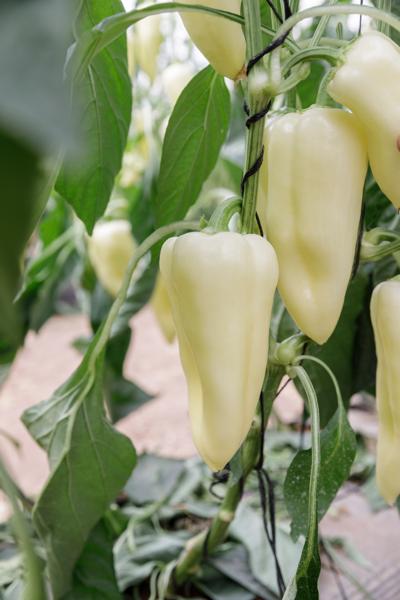 بيراميس آر- زد product photo view-2 L