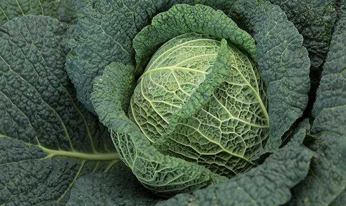 XX | Content highlight | Savoy Cabbage