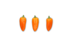 ORANGE CRUSH RZ F1  product photo