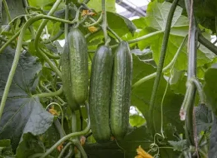 PL | Hero | VI24 | Greenhouse cucumber varieties particularly suitable for autumn cultivation