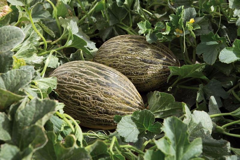 CHIRIACO RZ F1 - Melon | Rijk Zwaan