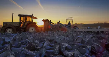 Tractor in cabbage field with sunset