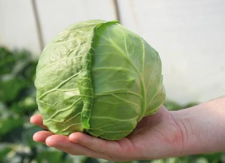 XX | Hero | VI24 | Cabbage seeds