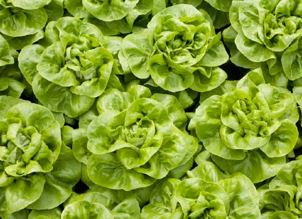 HU | Hero | VI24 | Our Lettuce Variety Guide 2021-2022 has been published