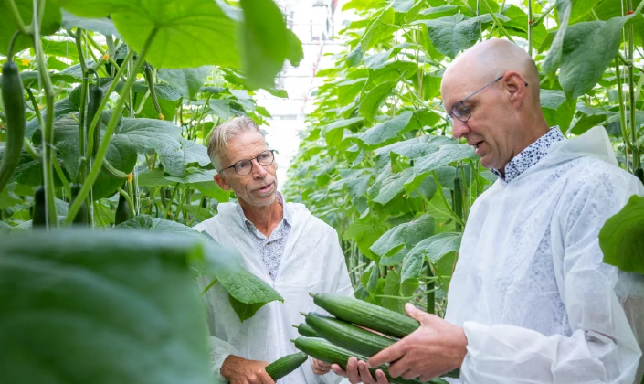 Marcel van Koppen, Crop Co-ordinator Cucumber at Rijk Zwaan.