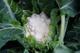 WHITAKER RZ F1 product photo view-3 S