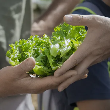 hands holding lettuce