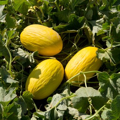 Rijk Zwaan USA Mixed Melon Program | Innovative Varieties for the