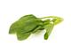 TIMBERWOLF RZ F1 (51-SL382) product photo front S