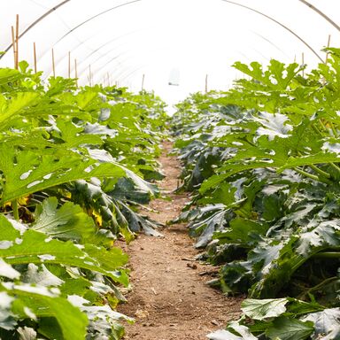 Vegetable seeds | Squash | Rijk Zwaan USA