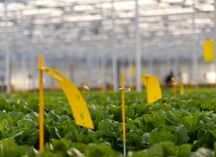 XX - Hero - VI24 - Rijk Zwaan to display and resistant varieties during hydroponic demo