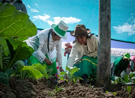 XX | Hero | VI24 | Stories | Vegetable consumption Peru