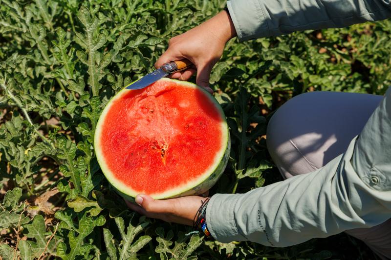 Rijk Zwaan's Global Melon & Watermelon Event