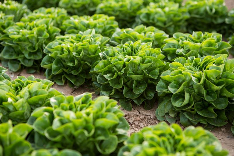 Courgettesauteさま・ご確認用 Zucchini - Vegetable seeds | Rijk Zwaan Australia