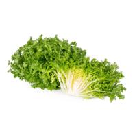 Endive