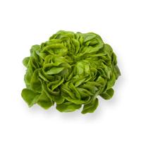 Lettuce