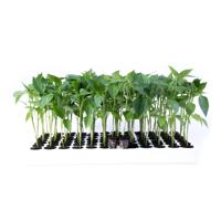 Veredelungsunterlage