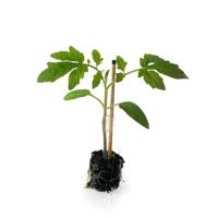 Rootstock