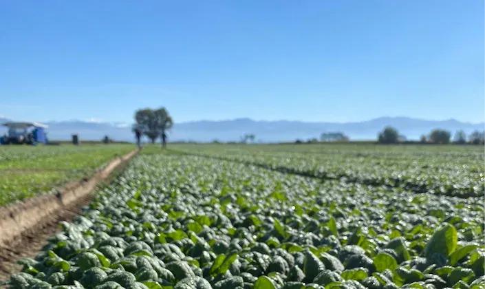 Spinach Italy