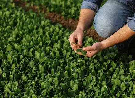 IT | Media | Hero | Spinach Italy