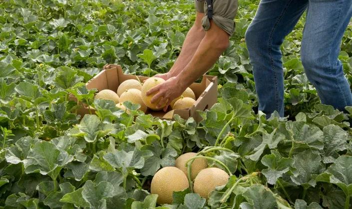  Suitable for different growing regions