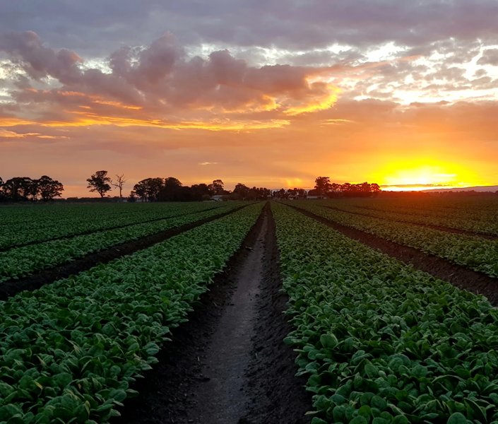 Sunset Over a Spinach Field
