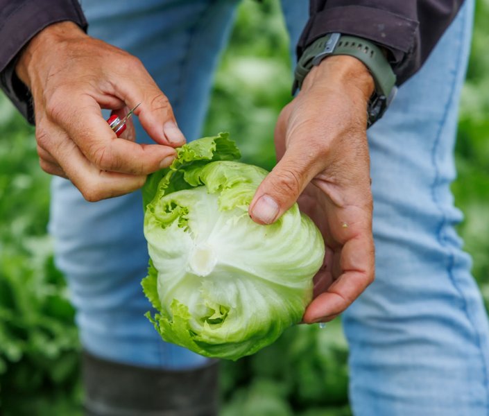 Rijk Zwaan launches iceberg lettuce varieties with new aphid resistance