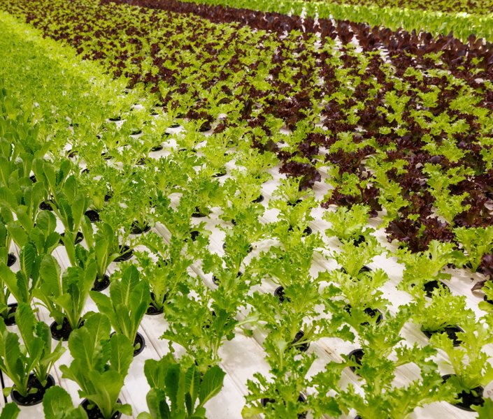 Hydroponics