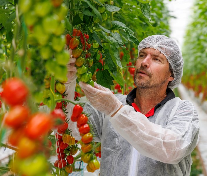 Paul Grootscholten, Agrocare, Wieringermeer (NL)