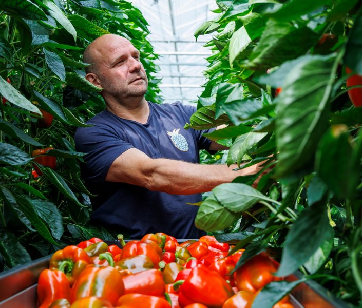 Paprikaras Cadalora RZ met Wilfred van den Berg van Best Peppers