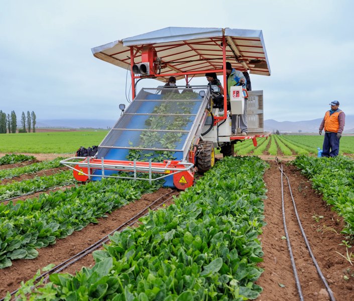 Harvesting Spinach in the Open Field