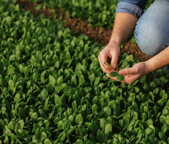 Babyleaf spinach
