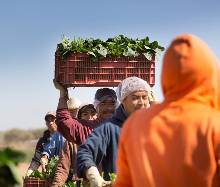 Nomadic Journey with Bunched Spinach