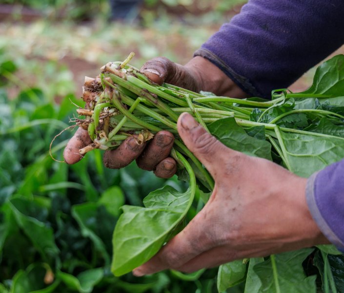 Hands of the Future: Growing Resilience in Every Leaf