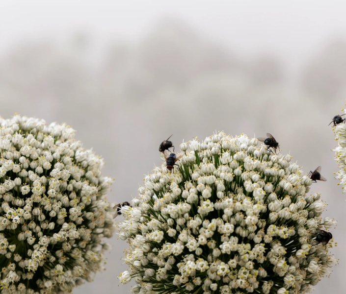 Biodiversity