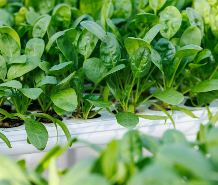 Future-Proof Spinach Growing in a High-Tech Greenhouse