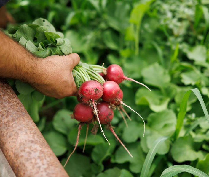 radishです。 Vegetable seeds | Radish | Rijk Zwaan