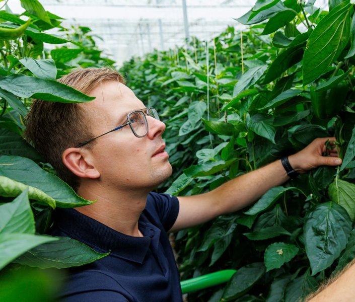 Paprikaras Bastianini RZ met Stephan Noorland van Noorland Paprika B.V.
