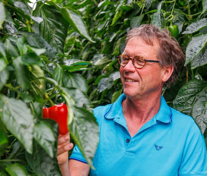 Paprikaras Alzamora RZ met Gerrit Bergwerff van Fa. G.J. Bergwerff