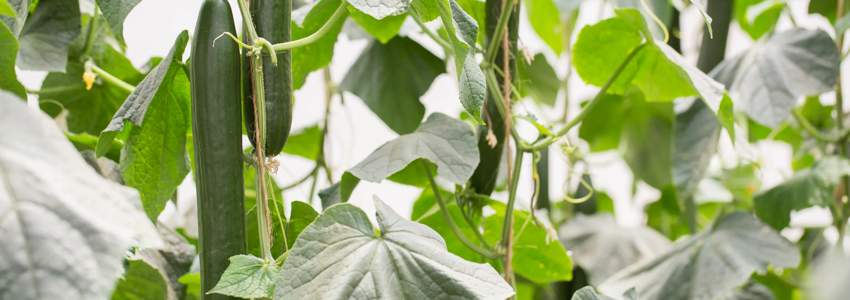E-learning | Indoor cucumber- Bolohna