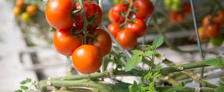 Healthy trusses with ripe tomatoes growing in high tech environment
