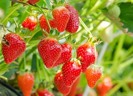 Rijk Zwaan starts breeding soft fruit